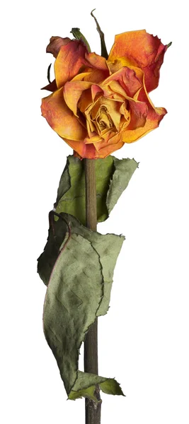 Увядшая роза — стоковое фото