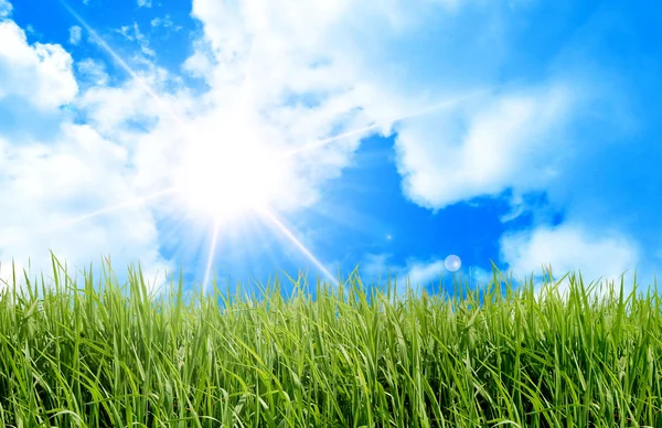 Zelené pole a sluneční obloha — Stock fotografie