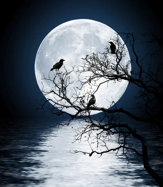 Cuervos sentados en un árbol brillaba con la luna llena — Foto de Stock