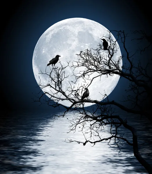 Ворони, сидячи на дереві осяяне повний місяць Ліцензійні Стокові Фото