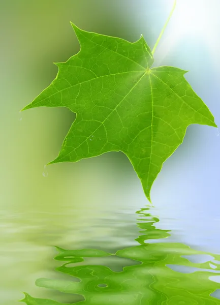 Zelené listy odrážející se ve vodě, mělké zaostření — Stock fotografie