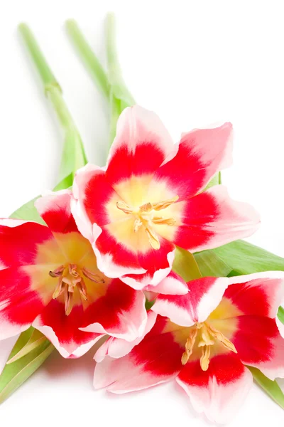 Trzy różowe tulipany — Zdjęcie stockowe