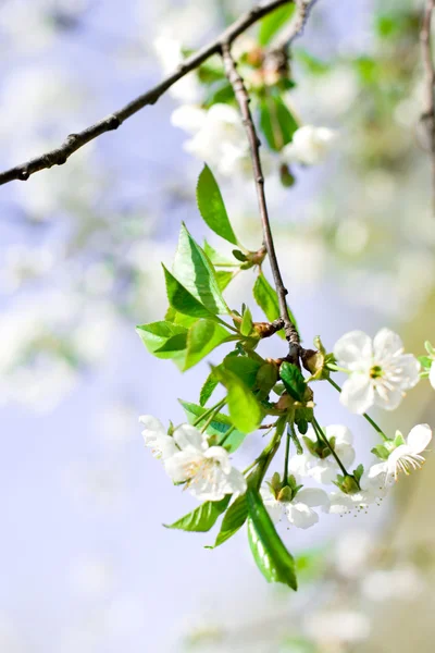 Цветочное дерево — стоковое фото