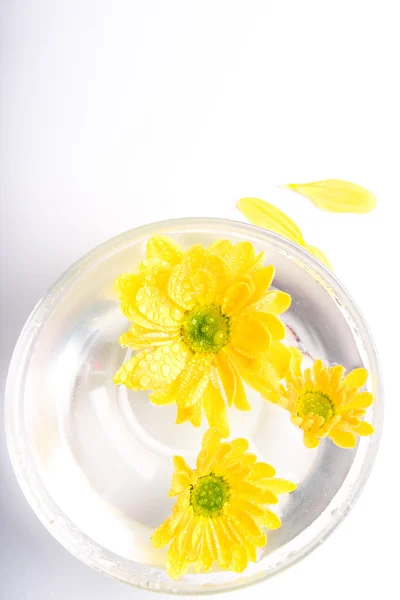 Žluté květy ve vodě — Stock fotografie