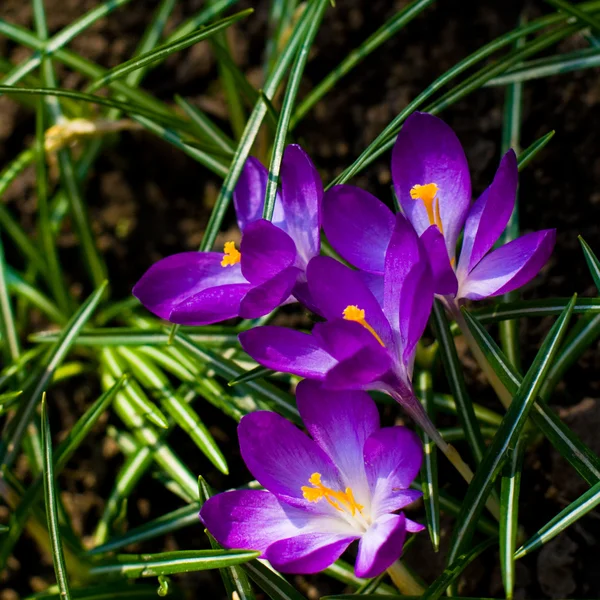 stock image Violet crocuses