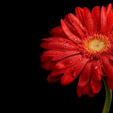 Red gerbera clipart