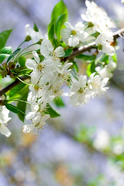 Albero dei fiori — Foto Stock