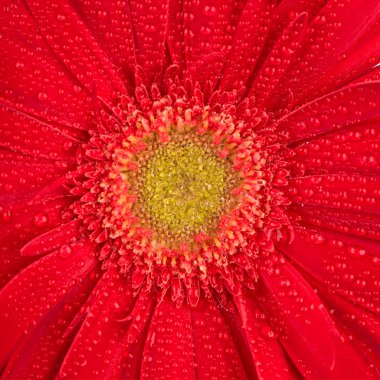 kırmızı gerbera