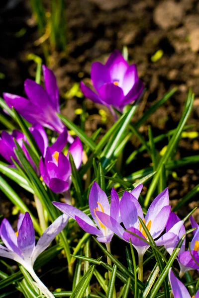 stock image Violet crocuses