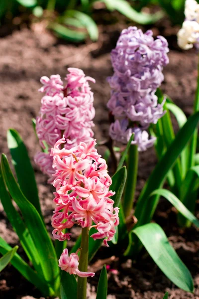 Hyacinth flowers — Stock Photo, Image