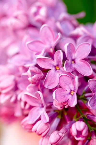 Svěží šeříková květina — Stock fotografie