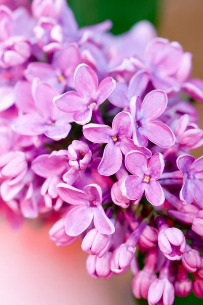 Svěží šeříková květina — Stock fotografie
