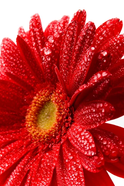 Κόκκινο λευκό λουλούδι — Φωτογραφία Αρχείου