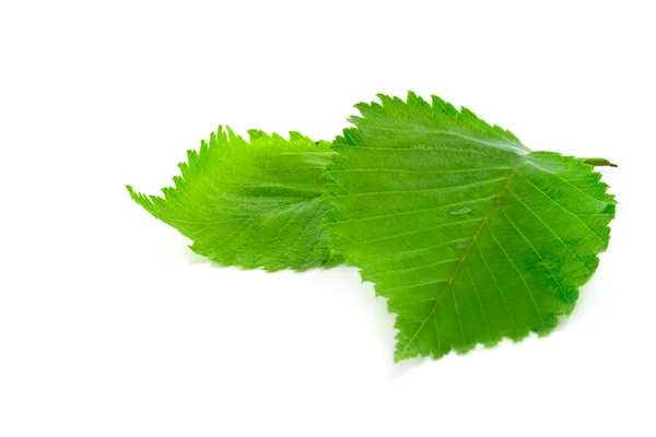 Зелений вологі листя — стокове фото