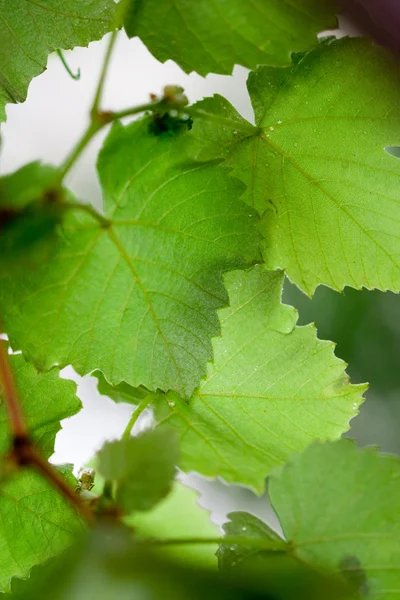 Grren 잎 — 스톡 사진