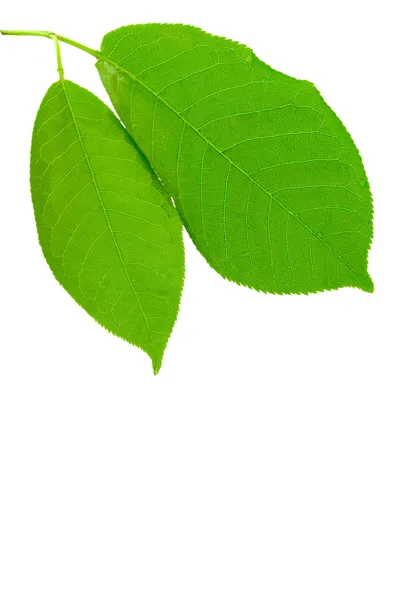 Grüne nasse Blätter — Stockfoto