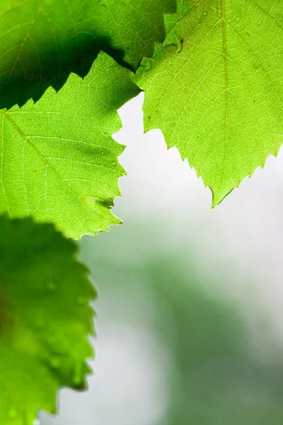 Green leaves — Stock Photo, Image