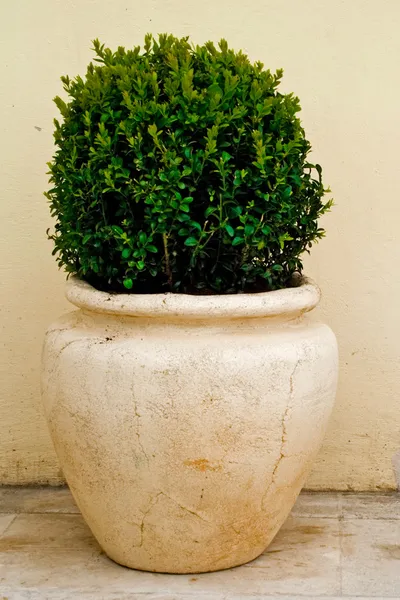 Pflanze im großen Keramiktopf — Stockfoto