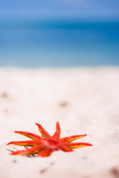 红海星 — 图库照片