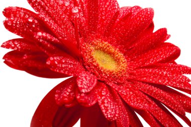 Red gerbera clipart