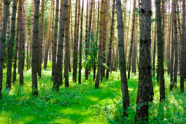 stock image Summer forest