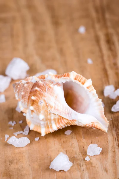 Kagyló és a só조개와 소금 — Stock Fotó