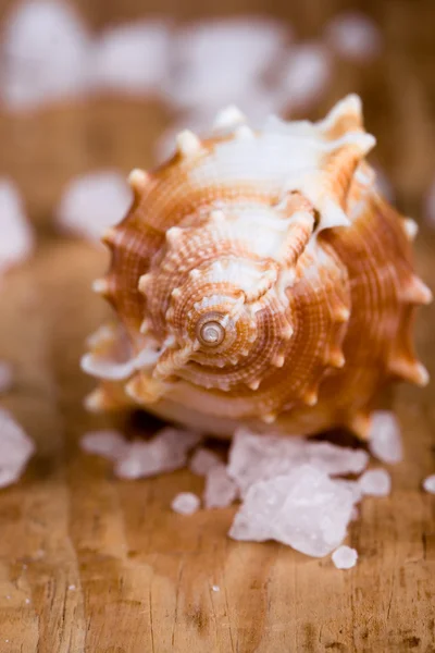 貝殻と塩 — ストック写真