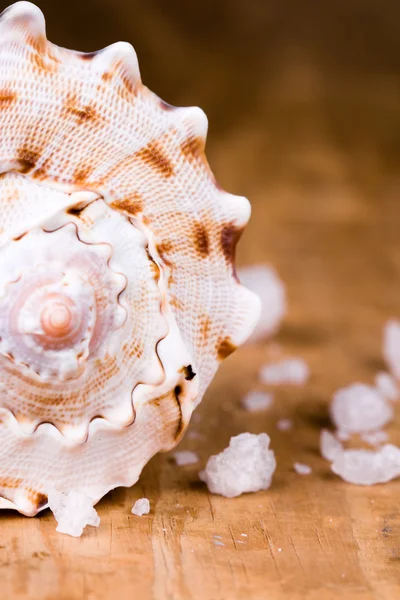 Deniz kabuğu ve tuz — Stok fotoğraf