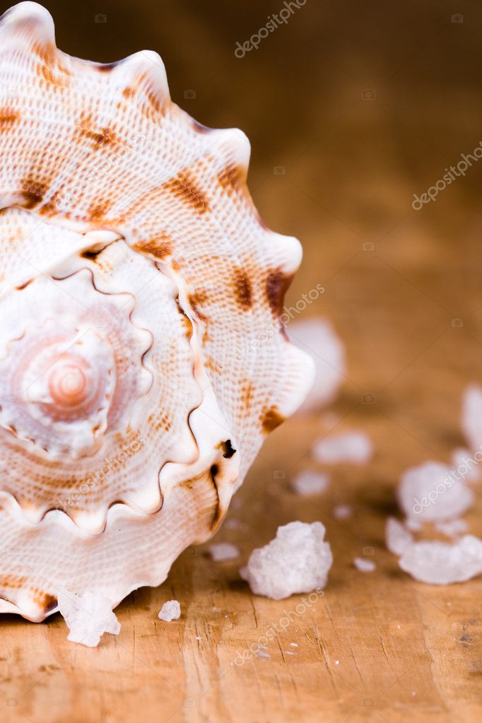 Seashell and salt