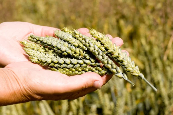 stock image Wheat ears