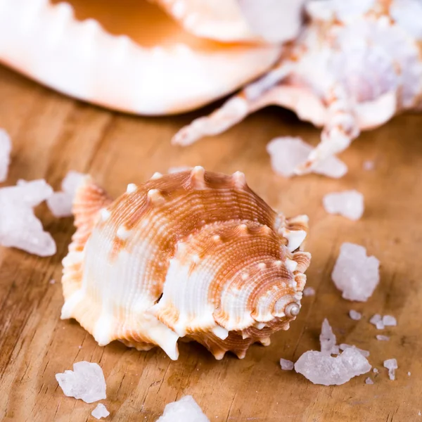 貝殻と塩 — ストック写真