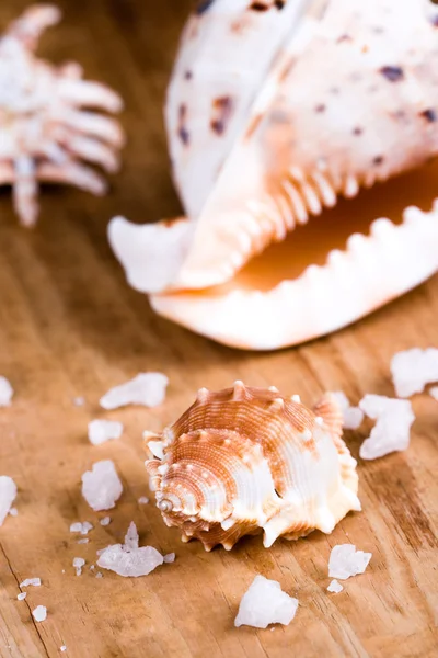 Tengeri kagylókból és só — Stock Fotó