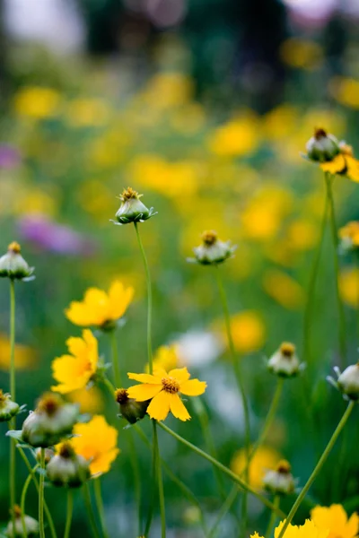 Campo de flores amarillas —  Fotos de Stock