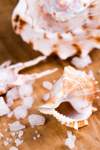 Deniz kabukları ve tuz — Stok fotoğraf