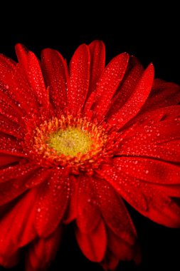 kırmızı gerbera