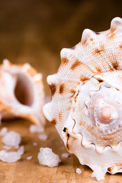 Морские раковины и соль — стоковое фото