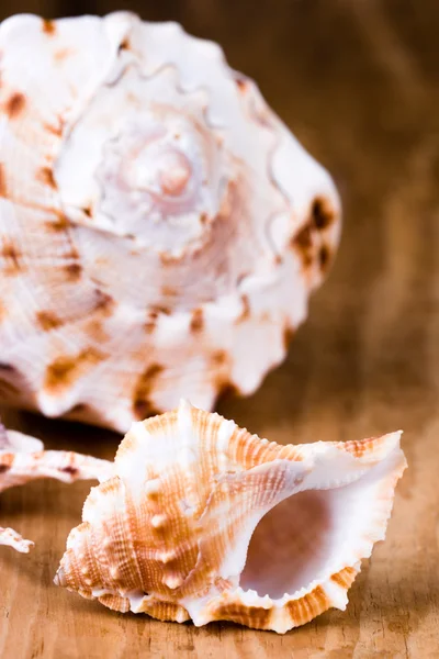 바다 조개 — 스톡 사진