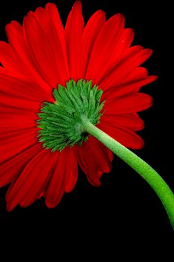 kırmızı gerbera