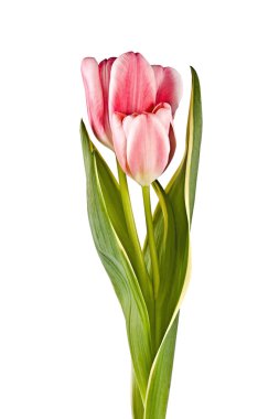 Tender flower, pink tulip clipart