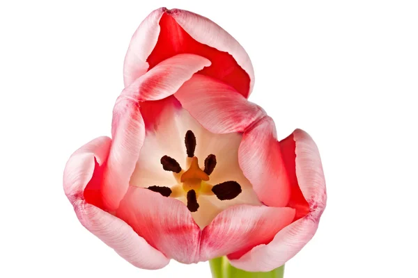 Flor macia, tulipa rosa — Fotografia de Stock