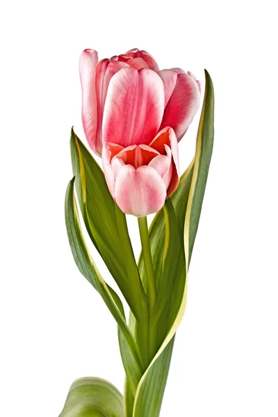 Inschrijving bloem, roze tulp — Stockfoto