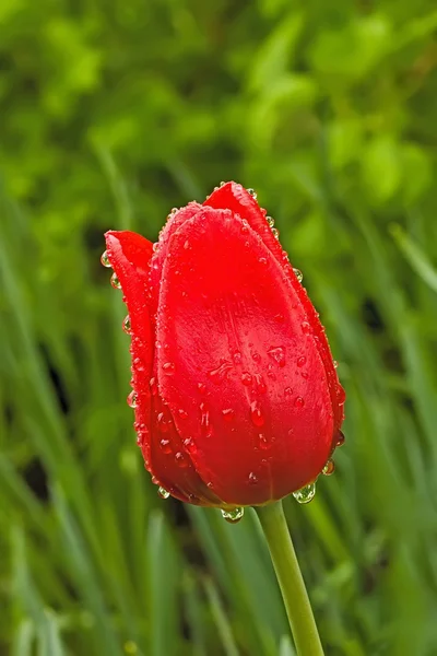 Bunga merah dalam tetes hujan — Stok Foto
