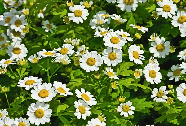 Hintergrund aus Blumen — Stockfoto