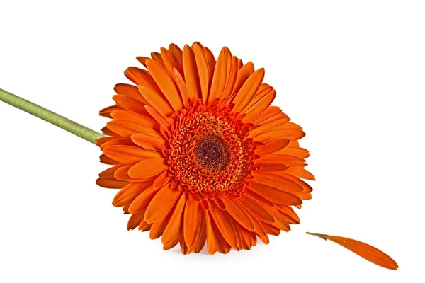 Orange Gerbera-Blüte — Stockfoto