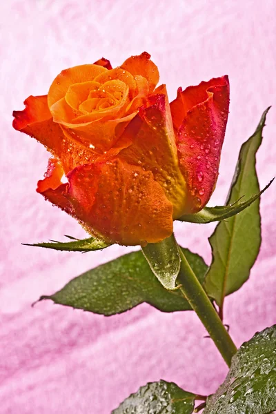 Orangefarbene Blume, helle Rose — Stockfoto
