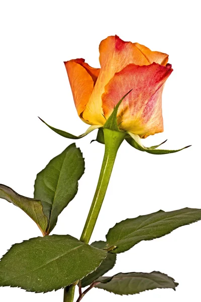 Помаранчева квітка, яскрава троянда — стокове фото