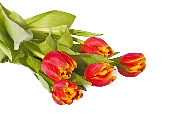 明るいチューリップの花束 — ストック写真