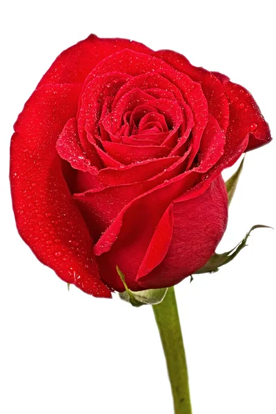 Bud, flower, bright rose, Drops, water — стоковое фото