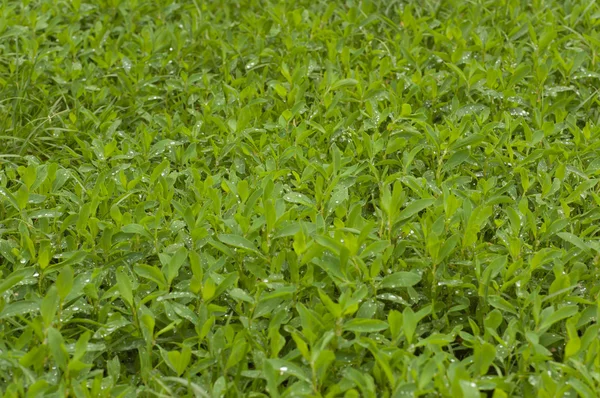 stock image Green grass with water drops.