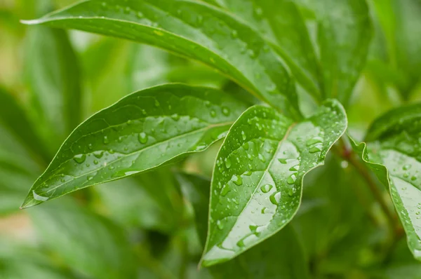 stock image Green leaves with water drops.